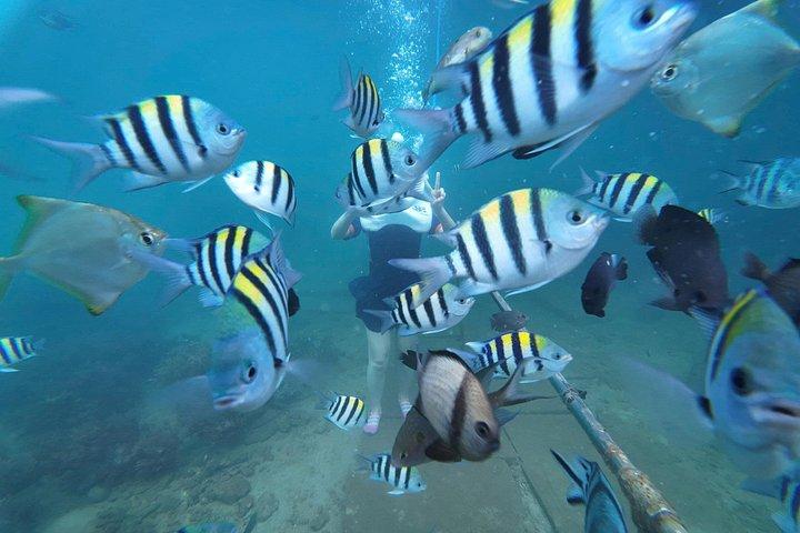 水中ウォーキングエクスカーションでホイアンからの終日チャム諸島クルーズ