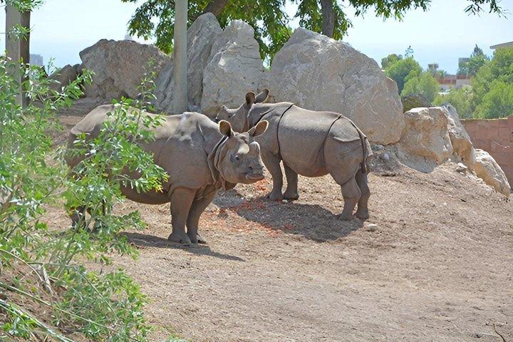 オファー夏のテラナチュラ入場チケットベニドルム