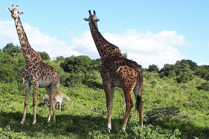 Hoteller i nærheden af Arusha National Park