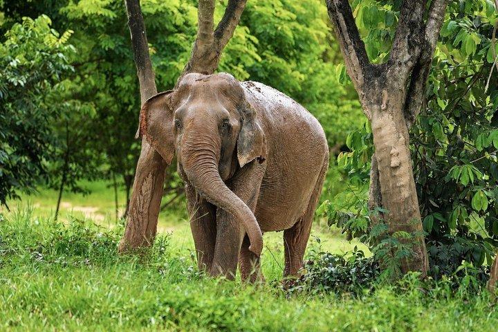 Etisk elefantobservation af Samui Elephant Sanctuary