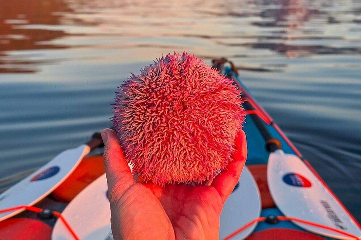 Lofoten: Tour in Kayak al Sole di Mezzanotte Premium - Max. 6 Ospiti