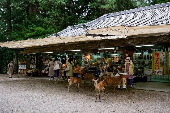 奈良鹿公園東大寺と仏閣散策ツアー