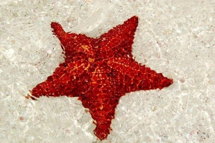 Saona Island Tour de um dia inteiro saindo de Punta Cana com almoço