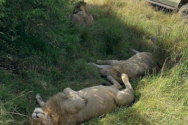 ナイロビ発：3泊4日マサイマラ湖ナクルサファリ