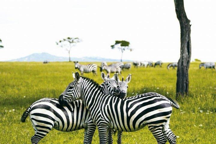 De Nairobi : 4 Jours 3 Nuits Masai Mara Lac Nakuru Safari