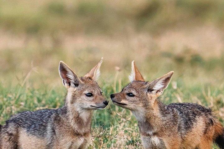 ナイロビ発：3泊4日マサイマラ湖ナクルサファリ