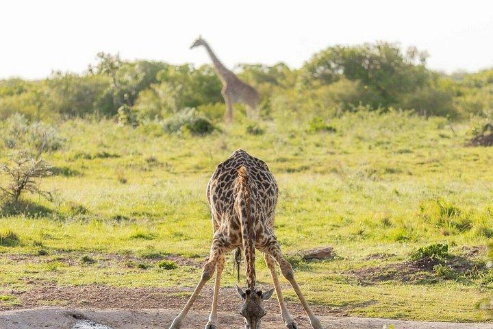 ナイロビ発：3泊4日マサイマラ湖ナクルサファリ