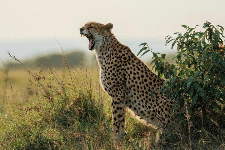 De Nairobi : 4 Jours 3 Nuits Masai Mara Lac Nakuru Safari