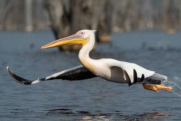 ナイロビ発：3泊4日マサイマラ湖ナクルサファリ