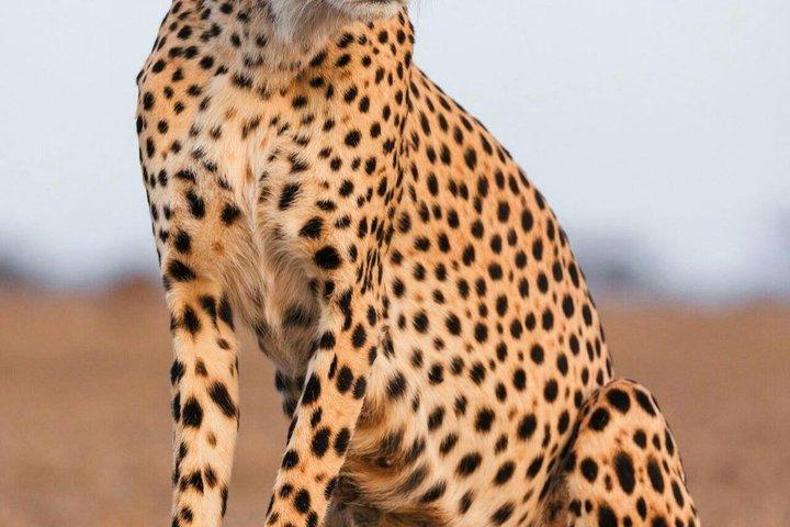 Från Nairobi: 4 dagar 3 nätter Masai Mara Lake Nakuru Safari