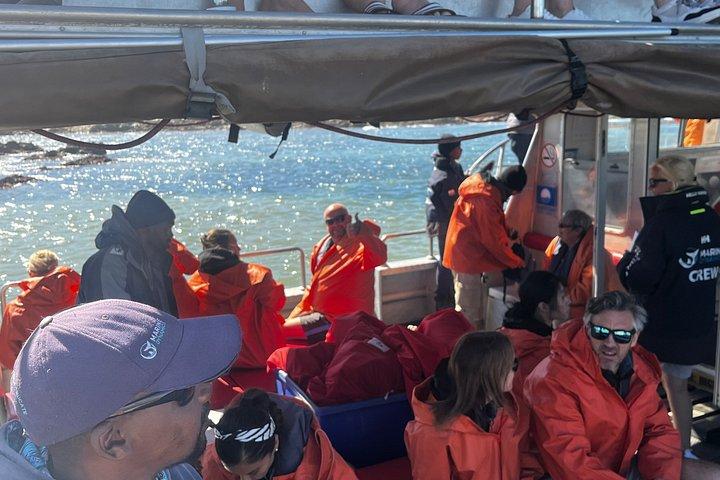 Shark Cage Diving in Gansbaii and African penguins Encounter