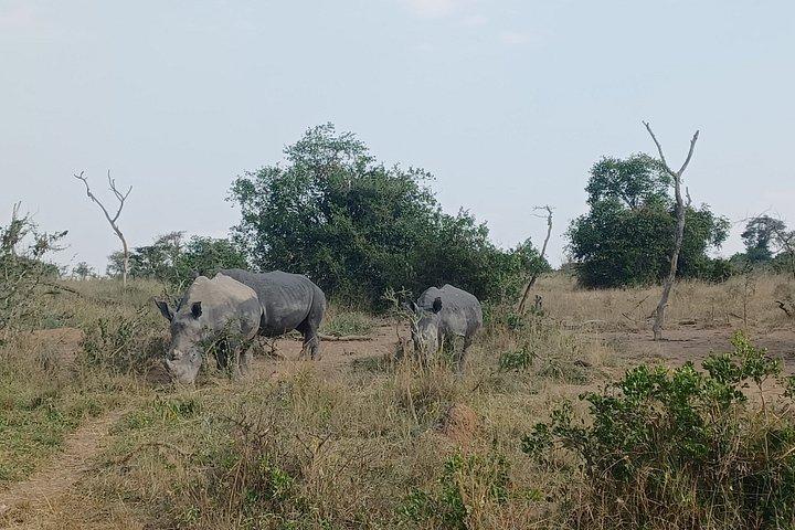 Akagera 2 Day Big Five Safari and Community Visit