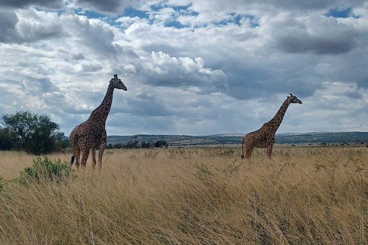 Akagera 2 Day Big Five Safari and Community Visit
