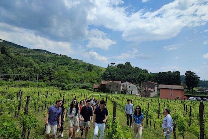 ソムリエ同行で巡る、ルッカの魅惑的な丘陵地帯のプライベートワインツアー
