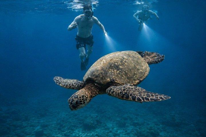 Turtle Town After Dark : Snorkeling con luci e stelle