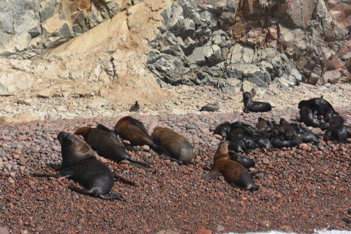 パラカス、エル チャコ発：バレスタス諸島プレミアム