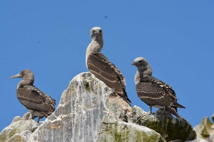 パラカス、エル チャコ発：バレスタス諸島プレミアム