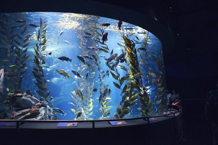 トロント発ナイアガラの滝2日ツアー-クルーズ、ワイナリー、水族館