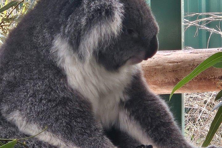 パース発プライベートツアーカヴァーシャム野生動物公園とスワンバレー