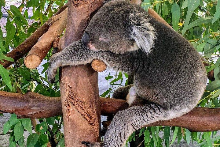 パース発プライベートツアーカヴァーシャム野生動物公園とスワンバレー