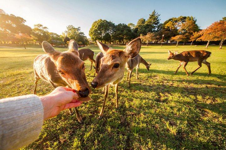 O melhor de Kyoto e Nara Highlights Day Tour de Osaka (7 ~ 9 spots)