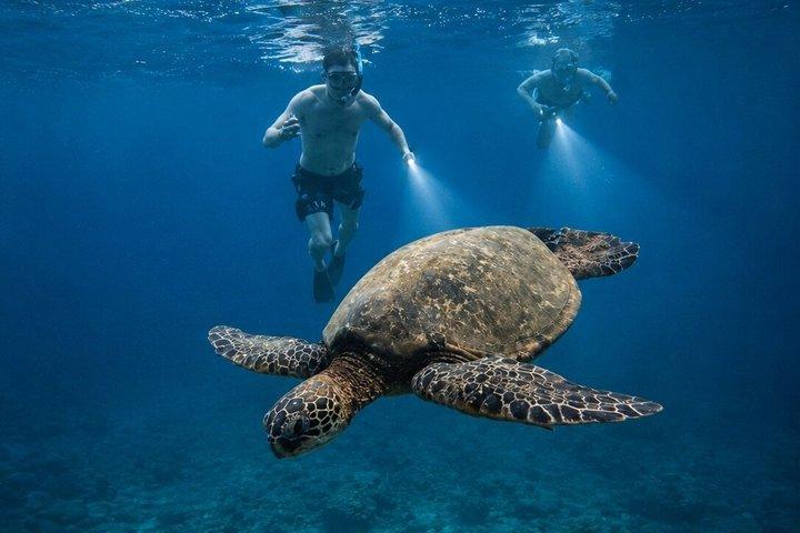 ゴールデンアワーグローシュノーケル:ウミガメとシュノーケル