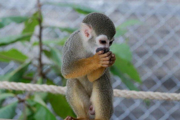 Puerto Plata: Monkeys & 7 Waterfalls Adventure