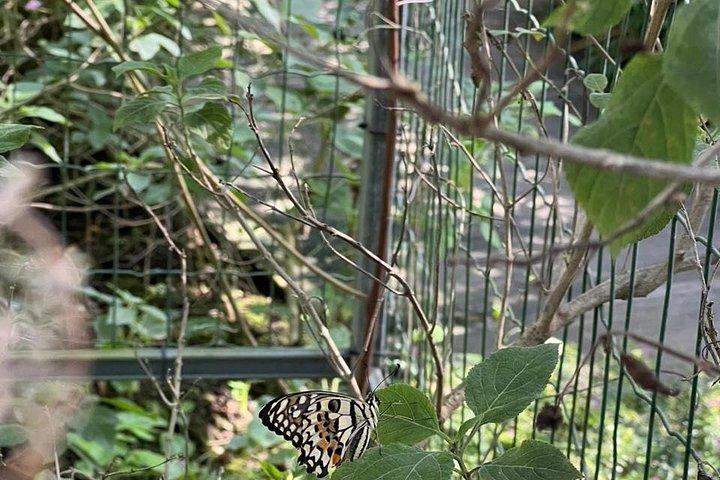Puerto Plata: Monkeys & 7 Waterfalls Adventure