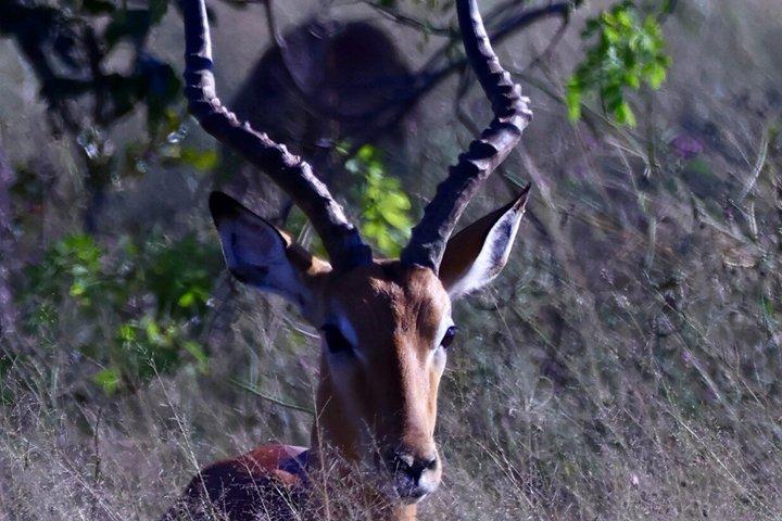 Chobe Day Trip Game Drive almoço e cruzeiro de barco