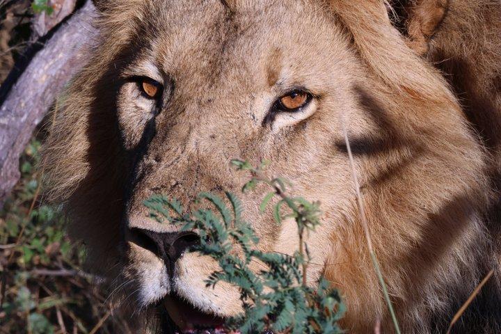 Chobe Day Trip Game Drive almoço e cruzeiro de barco