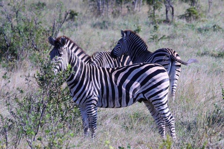 Chobe Day Trip Game Drive almoço e cruzeiro de barco