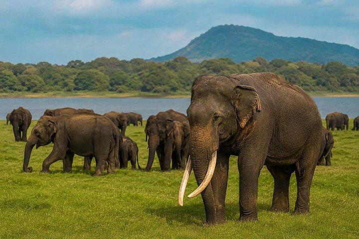 ミネリヤ国立公園プライベートジープサファリ半日送迎付き