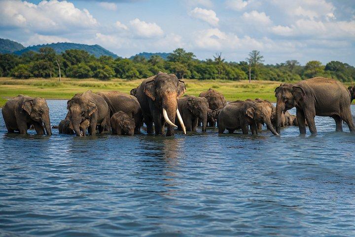 ミネリヤ国立公園プライベートジープサファリ半日送迎付き