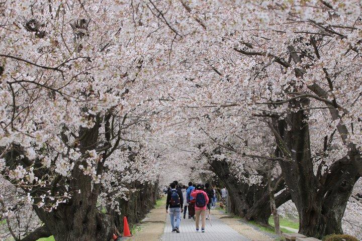 Kyoto Sakura Festival und Uji Matcha Experience 1 Tagesbustour
