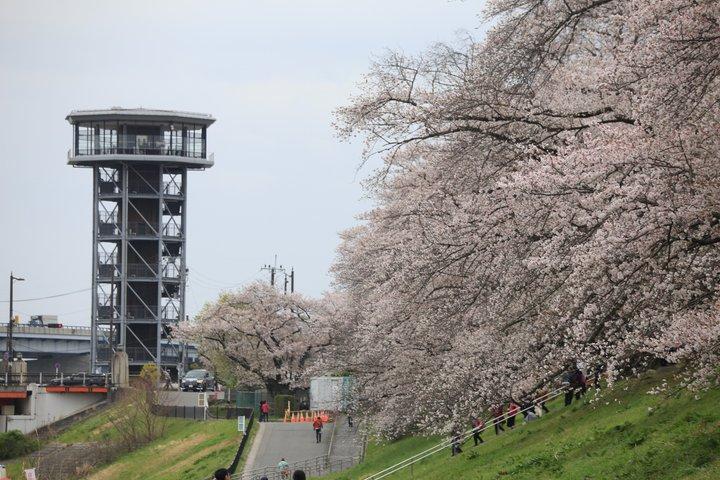 京都桜まつりと宇治抹茶体験日帰りバスツアー