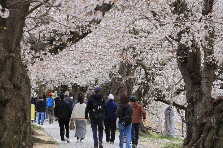 京都桜まつりと宇治抹茶体験日帰りバスツアー