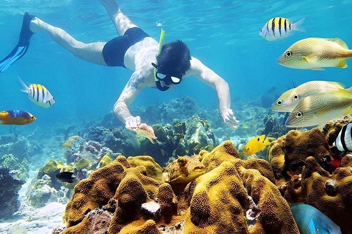 ダナンとホイアン発チャム島終日シュノーケリングツアー