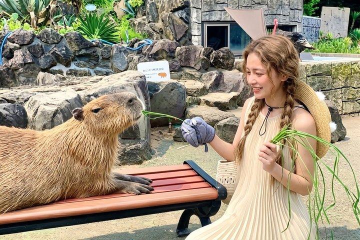 Izu Small Group : Ocean-View Train, Monte Omuro e Costa