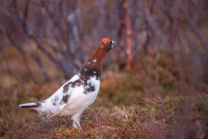 Tromsø : Kvaløya & Sommarøyガイド付きフィヨルドツアー（ランチ付き）