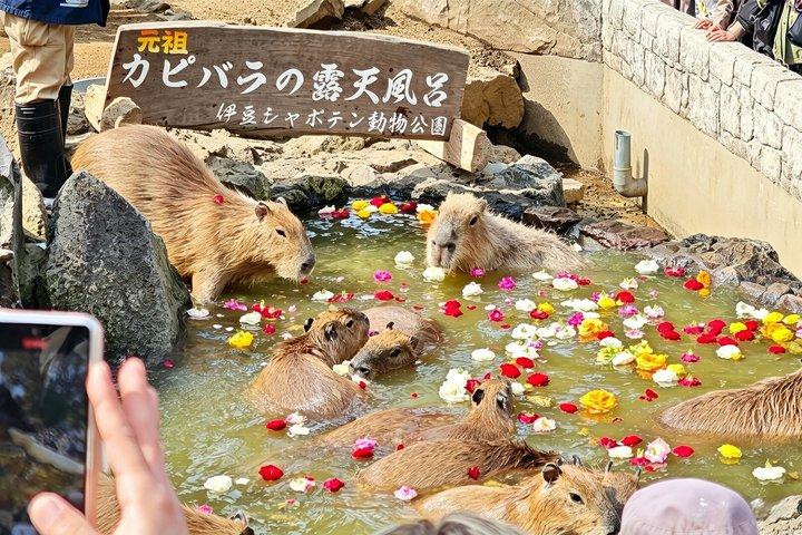 Izu Small Group : Ocean-View Train, Monte Omuro e Costa