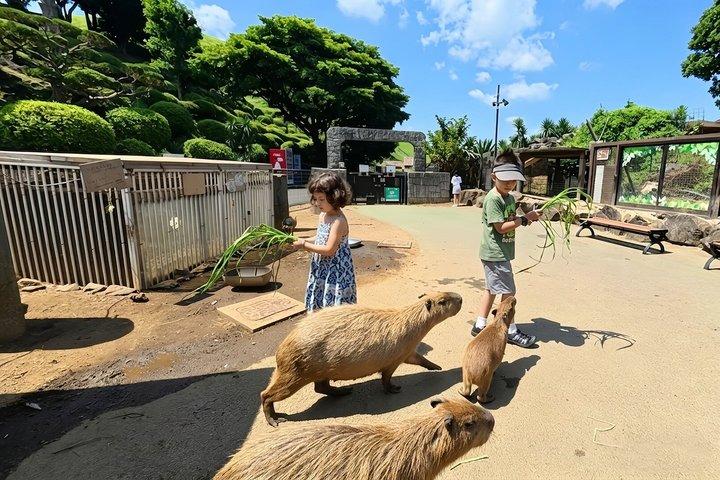 Izu Small Group : Ocean-View Train, Monte Omuro e Costa