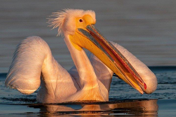 ソフィア発ケルキニ湖ギリシャ自然・文化日帰り旅行