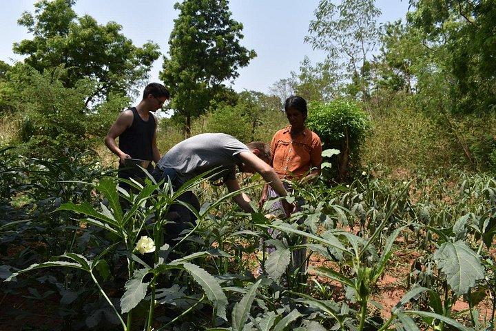 From Ella to Yala: Cooking Class, Kayaking & Cultural exchange
