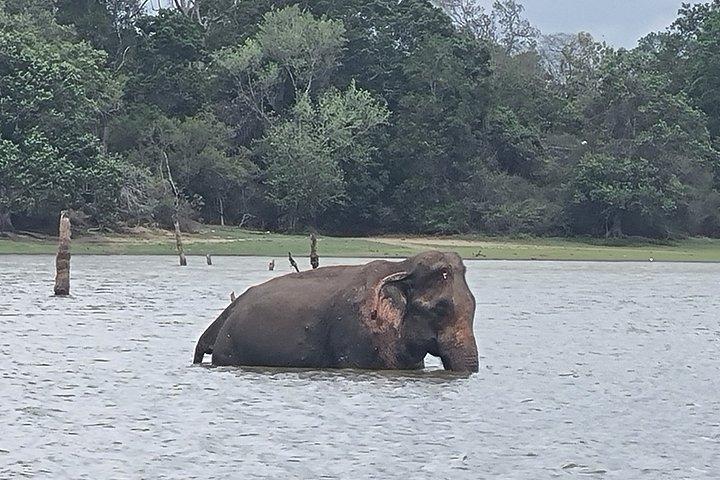 From Ella to Yala: Cooking Class, Kayaking & Cultural exchange