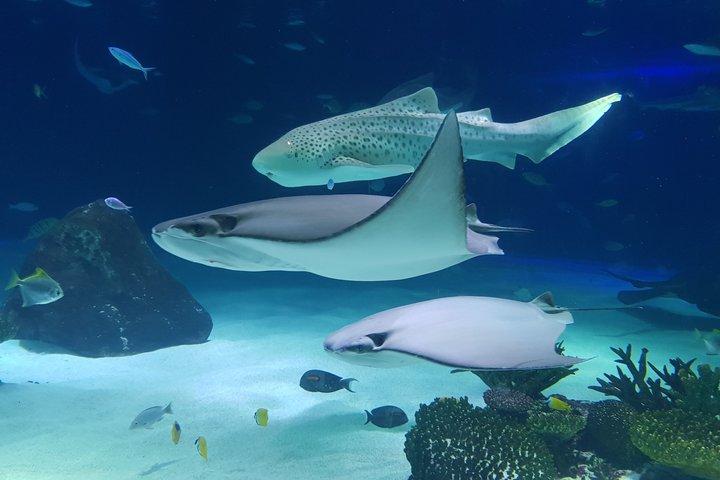 Explore Dubai Aquarium and Underwater Zoo with All Access Entry