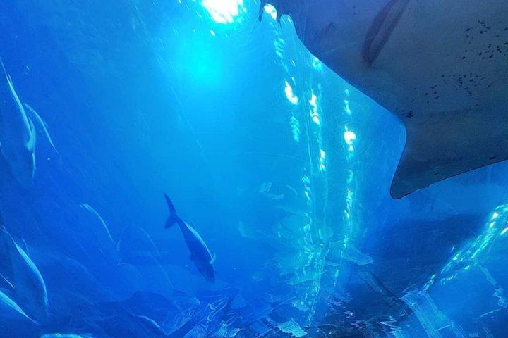Explore Dubai Aquarium and Underwater Zoo with All Access Entry