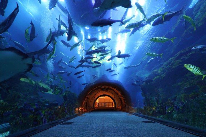 Explore Dubai Aquarium and Underwater Zoo with All Access Entry
