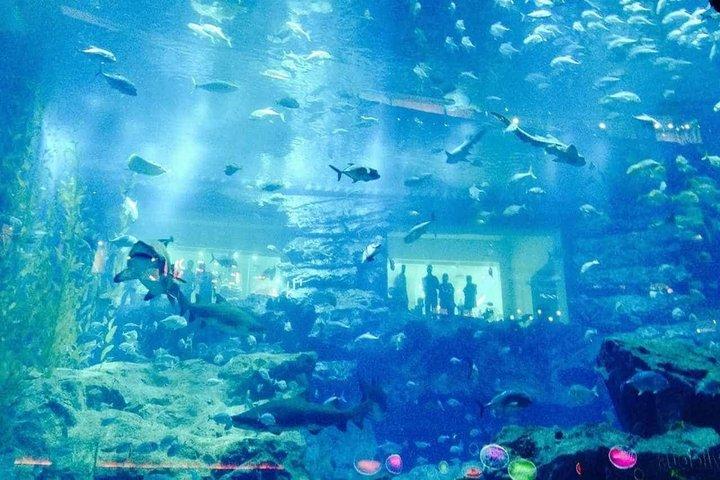 Explore Dubai Aquarium and Underwater Zoo with All Access Entry