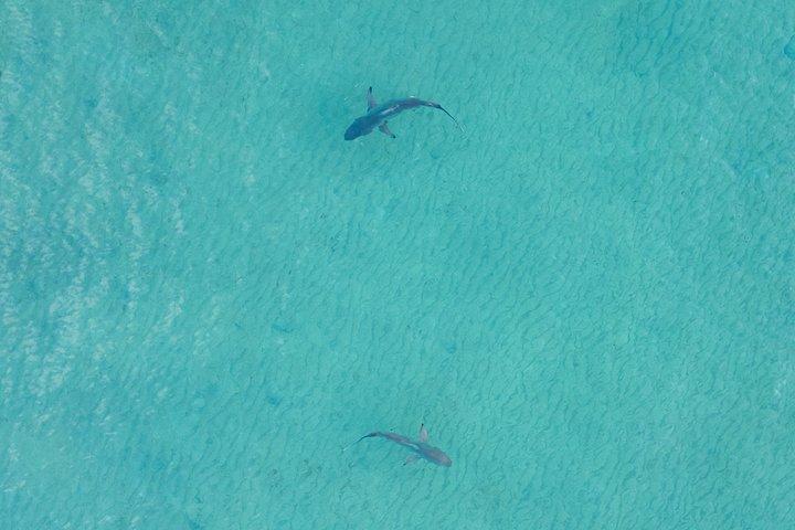Ultimate Miami & Ft. Lauderdale Helicopter Experience for Couples
