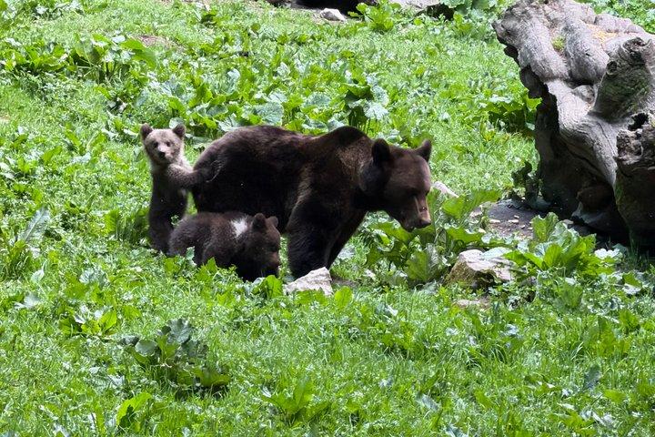 ブラソフでクマウォッチング: 隠れ家から野生のクマを観察する(100%)